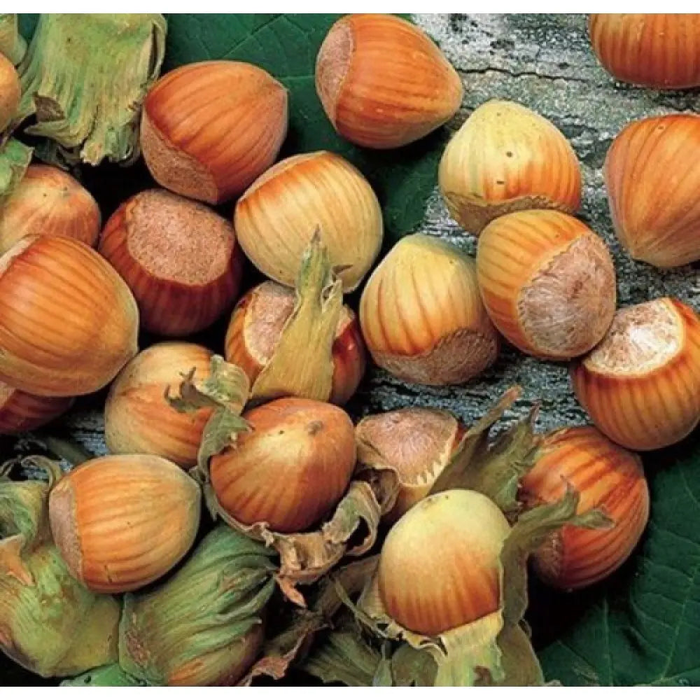 Alun Gentile Tonda Romana (Corylus avellana), cu gust dulce-nucos, an 2 pe rod