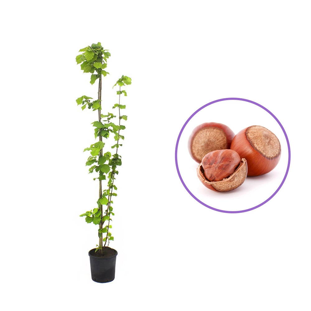 Alun Gentile Tonda Romana (Corylus avellana), cu gust dulce-nucos, an 2 pe rod