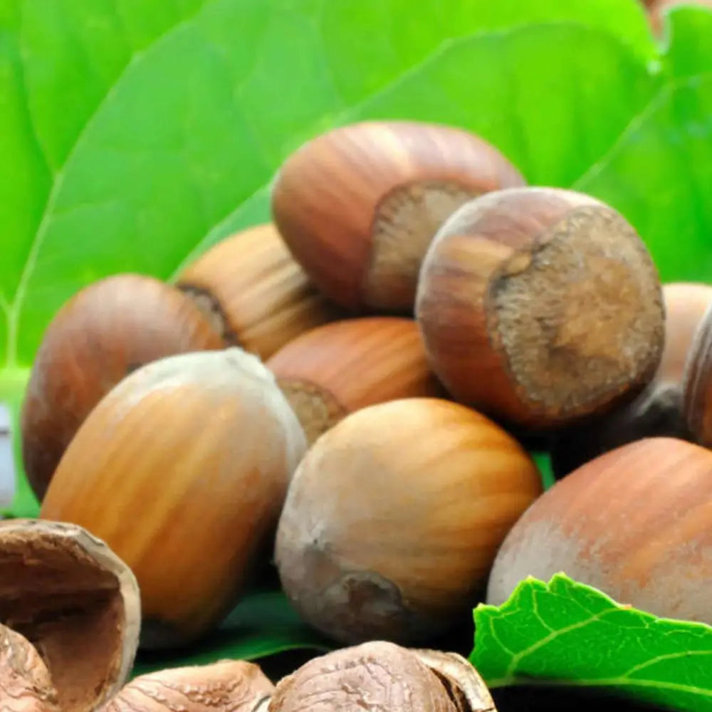 Alun Gentile delle Langhe (Corylus avellana), cu gust dulce-nucos, an 2 pe rod