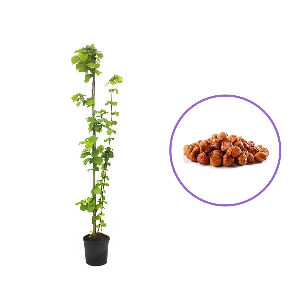 Alun Gentile delle Langhe (Corylus avellana), cu gust dulce-nucos, an 2 pe rod