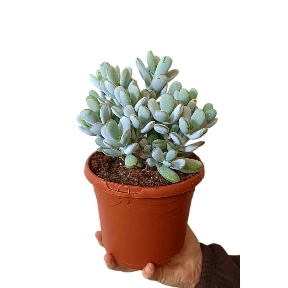 Cotyledon Orbiculata Higginsiae, 30 cm, planta suculenta cu frunze argintii pentru interior