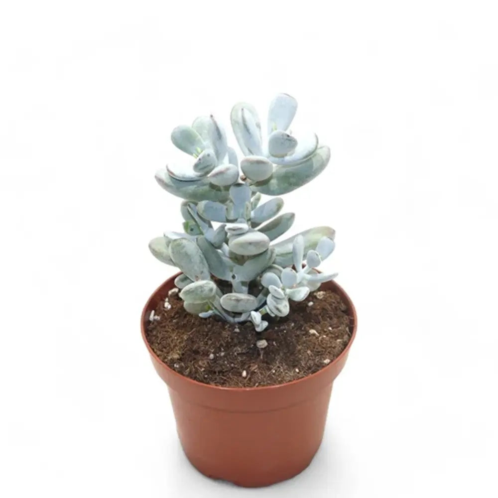 Cotyledon Orbiculata Higginsiae, 30 cm, planta suculenta cu frunze argintii pentru interior