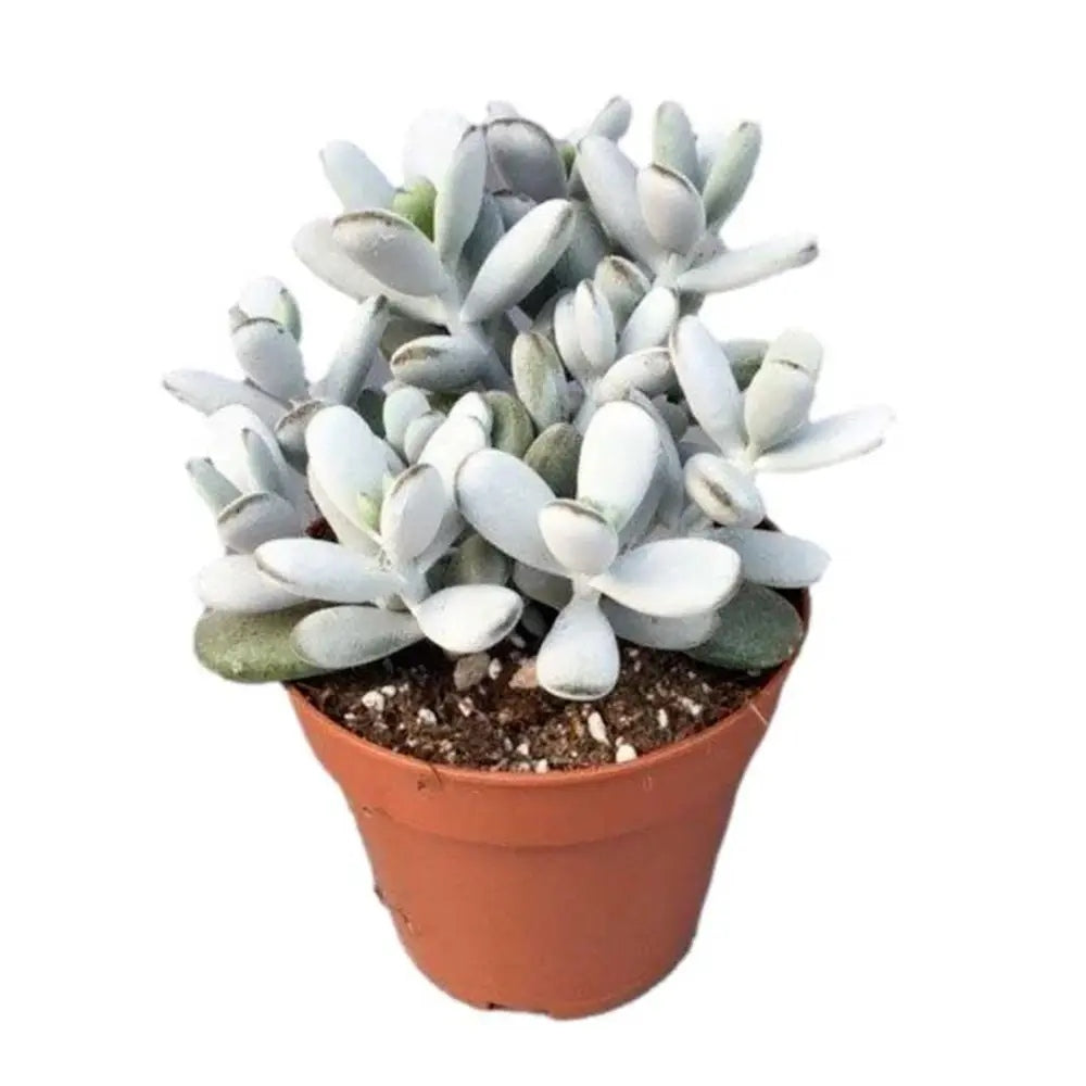 Cactus Cotyledon Cora, 20 cm, planta suculenta verde-grii, exotica, cactus decorativ de interior, usor de ingrijit