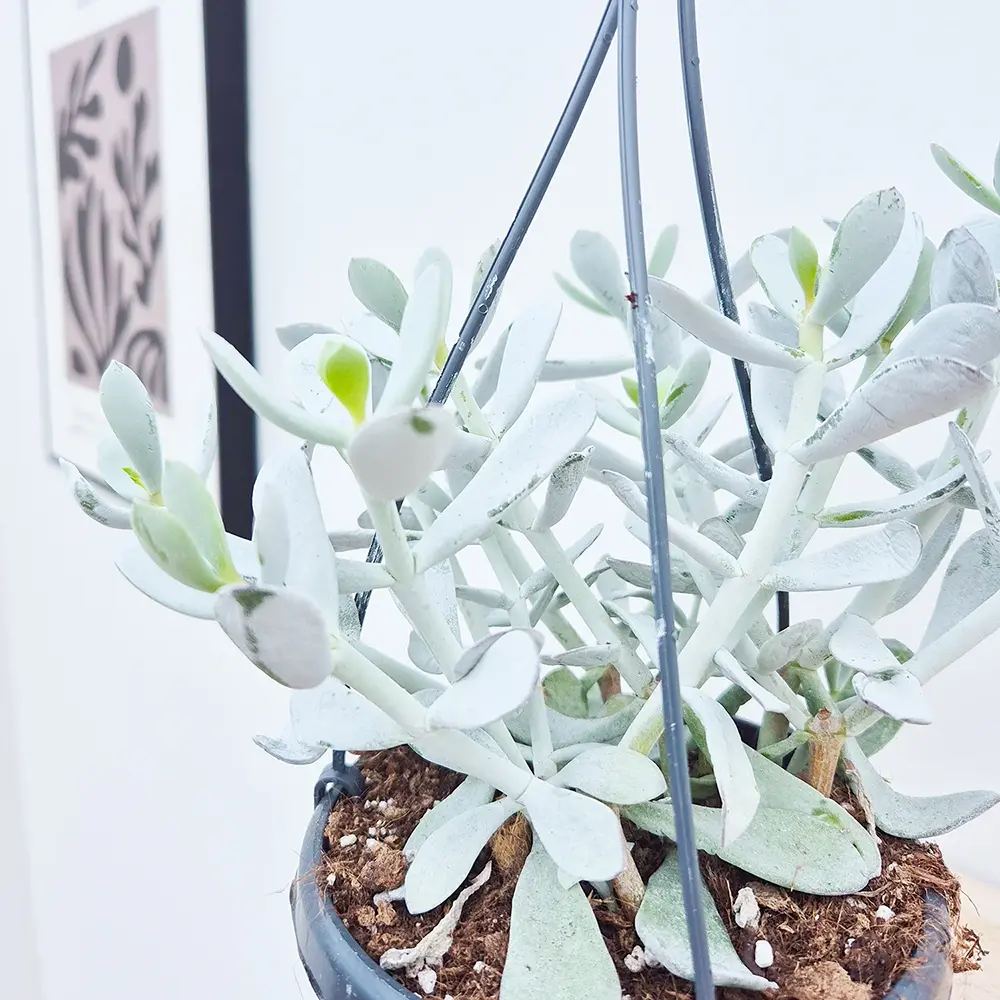 Cactus Cotyledon Cora, 20 cm, planta suculenta verde-grii, exotica, cactus decorativ de interior, usor de ingrijit