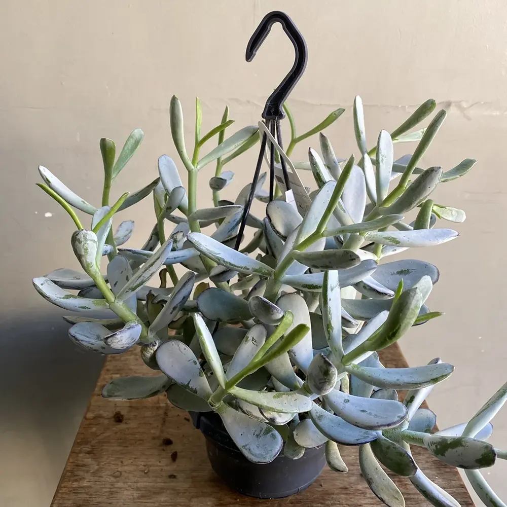 Cactus Cotyledon Cora, 20 cm, planta suculenta verde-grii, exotica, cactus decorativ de interior, usor de ingrijit