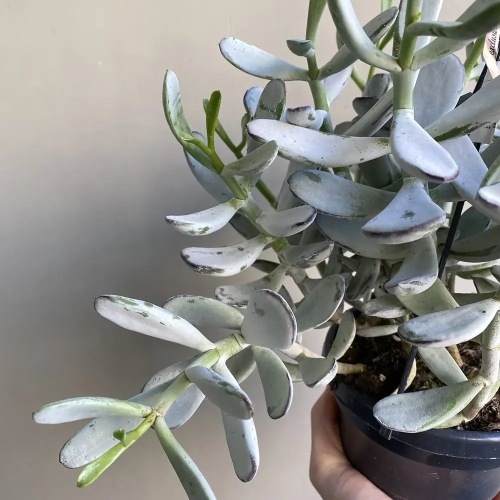 Cactus Cotyledon Cora, 20 cm, planta suculenta verde-grii, exotica, cactus decorativ de interior, usor de ingrijit