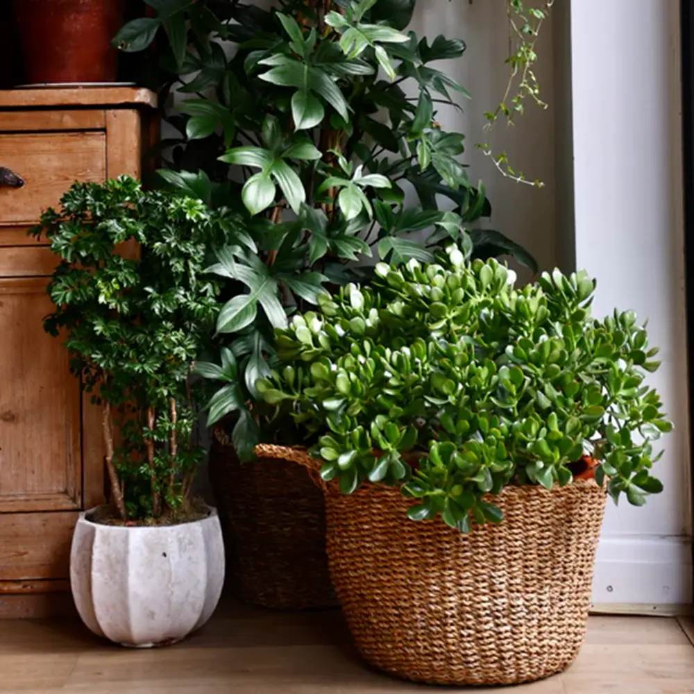 Arborele de Jad Norocos (Crassula Ovata), planta suculenta decorativa, usor de ingrijit, 75 cm