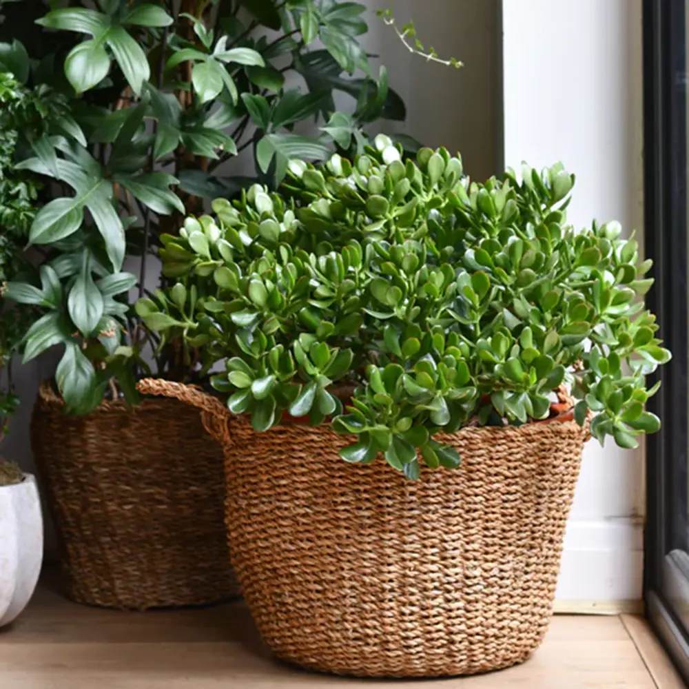 Arborele de Jad Norocos (Crassula Ovata), planta suculenta decorativa, usor de ingrijit, 75 cm