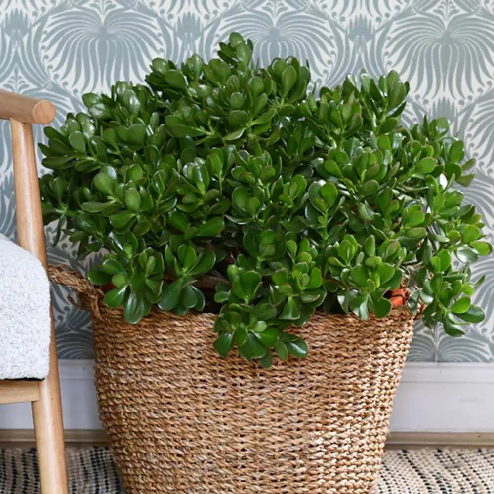 Arborele de Jad Norocos (Crassula Ovata), planta suculenta decorativa, usor de ingrijit, 75 cm