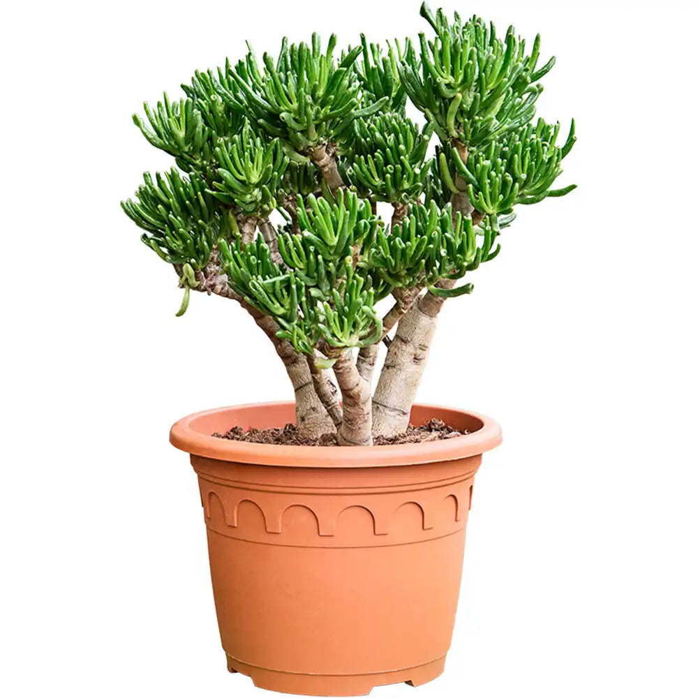 Arbore de Jad Norocos (Crassula ovata) HOrn Tree, 45 cm, planta succulenta decorativa, purifica aer, tip copac