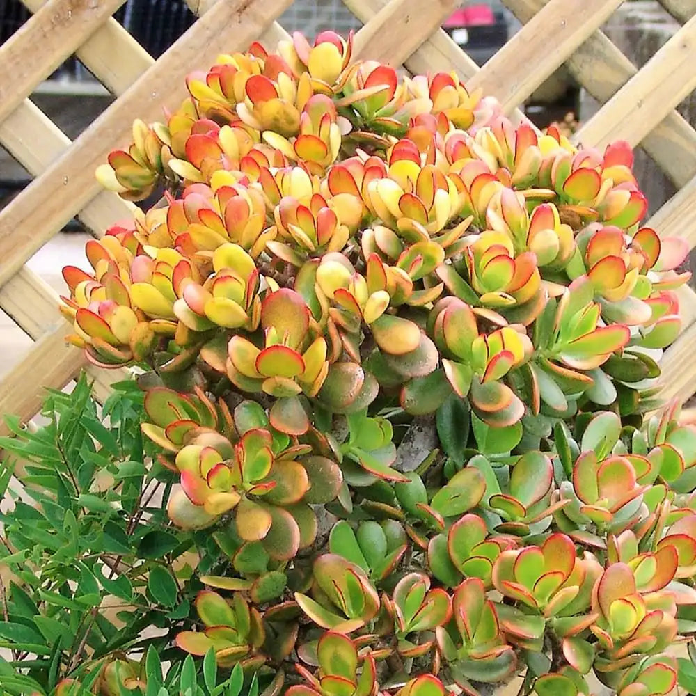Arbore de Jad Norocos (Crassula ovata) Sunset, 70 cm tip copac, planta suculenta colorata, decorativ, usor de ingrijit