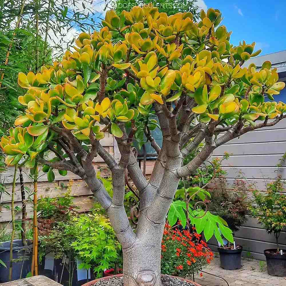 Arbore de Jad Norocos (Crassula ovata) Sunset, 70 cm tip copac, planta suculenta colorata, decorativ, usor de ingrijit