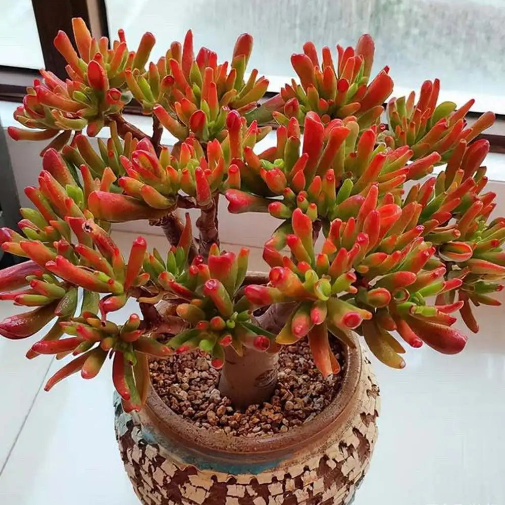 Arbore de Jad (Crassula ovata) Red Horn Tree, 60 cm tip copac