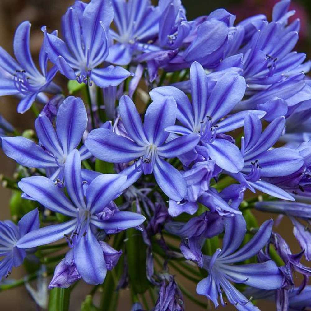 Crin African Agapanthus Blue Umbrella, flori albastre-deschis elegante in globuri, planta exotica rezistenta