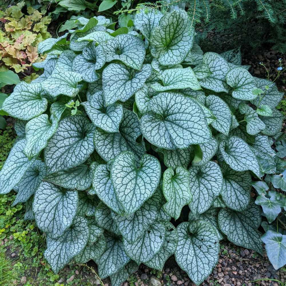 Crin de toamna Brunnera Alexanders Great, planta perena, ideala pentru gradini umbrite