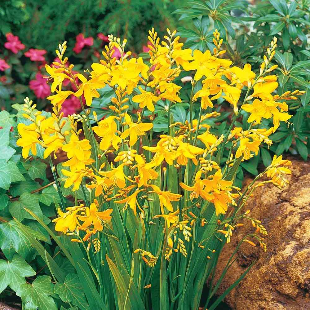 Crocosmia George Davidson, flori galbene vibrante, planta perena rezistenta, inflorire vara