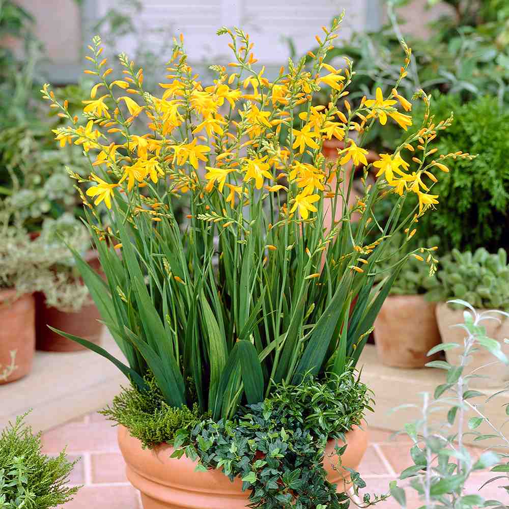 Crocosmia George Davidson, flori galbene vibrante, planta perena rezistenta, inflorire vara