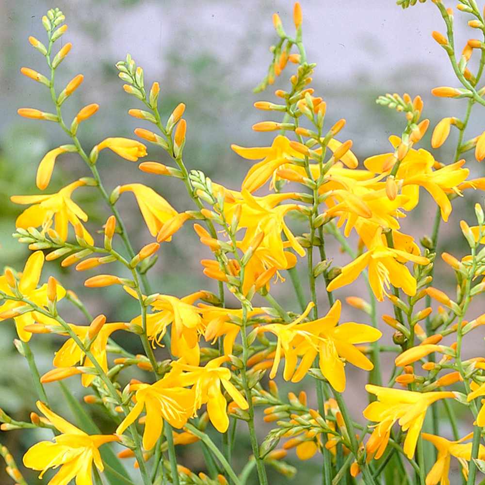 Crocosmia George Davidson, flori galbene vibrante, planta perena rezistenta, inflorire vara