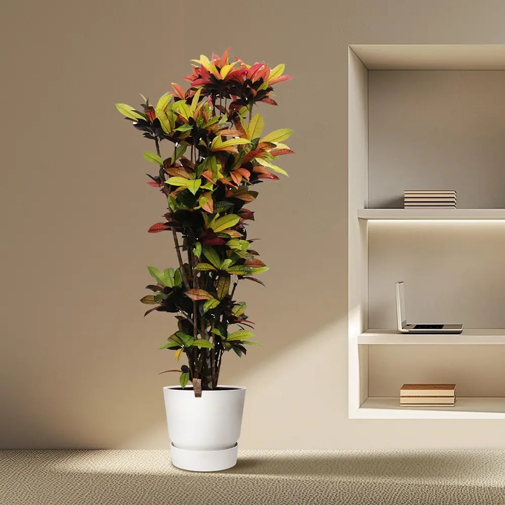 Croton Codiaeum Variegatum Mrs. Iceton, 180 cm, planta de apartament exotica cu frunze rosii portocalii galbene