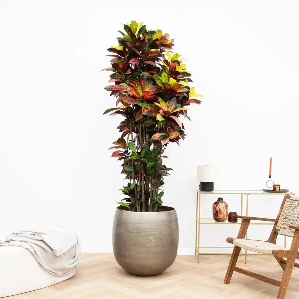 Croton Codiaeum Variegatum Mrs. Iceton, 180 cm, planta de apartament exotica cu frunze rosii portocalii galbene