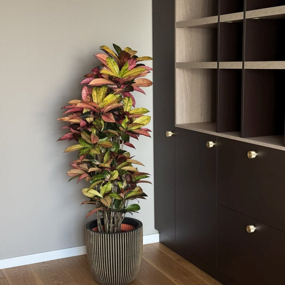 Croton Codiaeum Variegatum Mrs. Iceton, 180 cm, planta de apartament exotica cu frunze rosii portocalii galbene