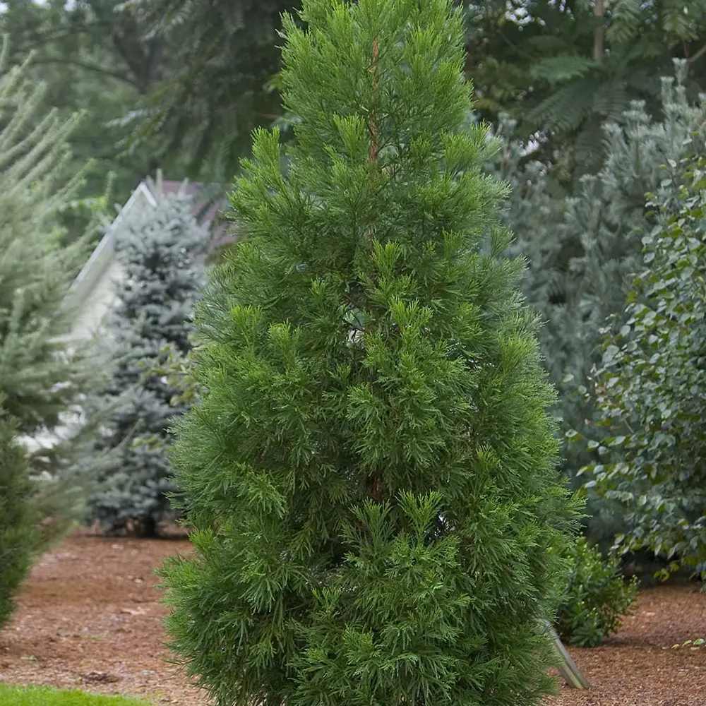 Cedru Japonez Kitayama (Cryptomeria), forma piramidala, vesnic verde, rezistenta la frig