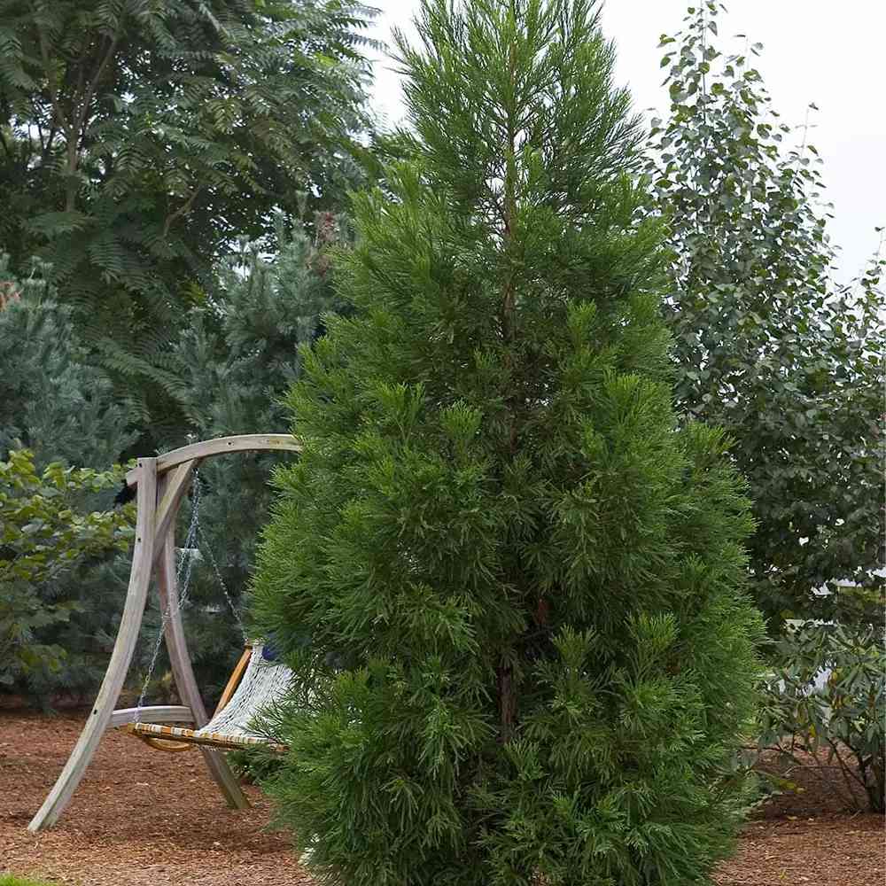 Cedru Japonez Kitayama (Cryptomeria), forma piramidala, vesnic verde, rezistenta la frig