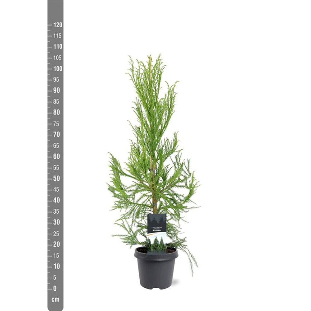 Cedru Japonez Kitayama (Cryptomeria), forma piramidala, vesnic verde, rezistenta la frig