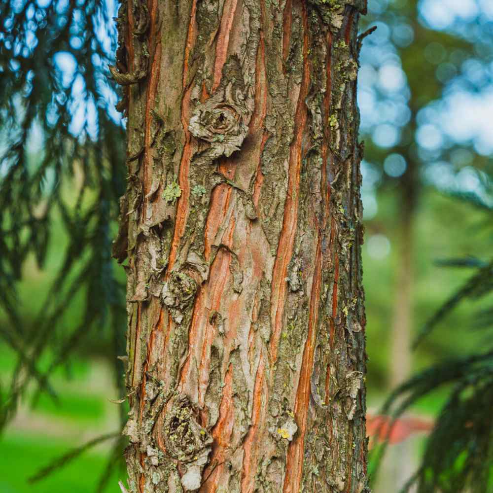 Cedru Japonez Kitayama (Cryptomeria), forma piramidala, vesnic verde, rezistenta la frig