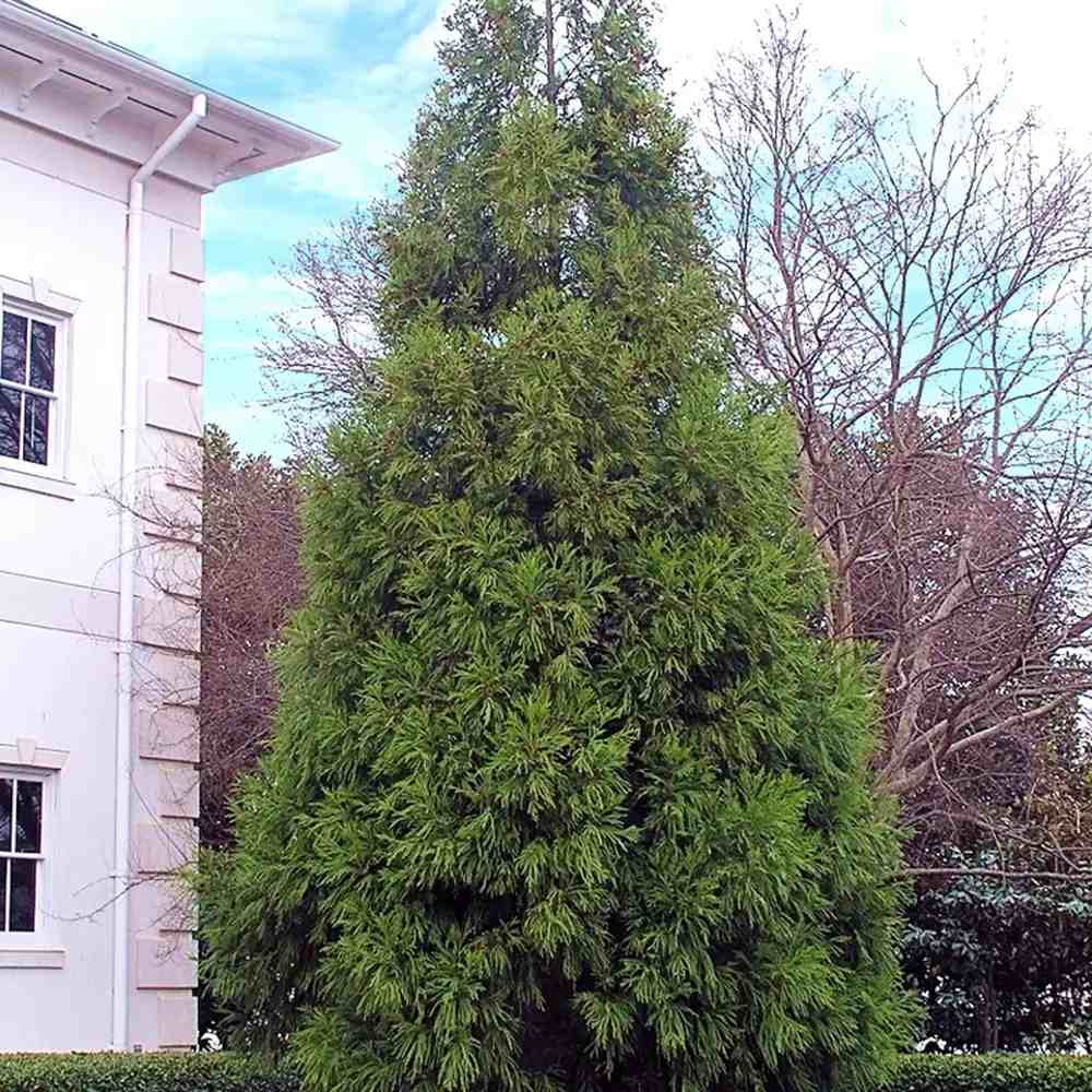 Cedru Japonez Kitayama (Cryptomeria), forma piramidala, vesnic verde, rezistenta la frig