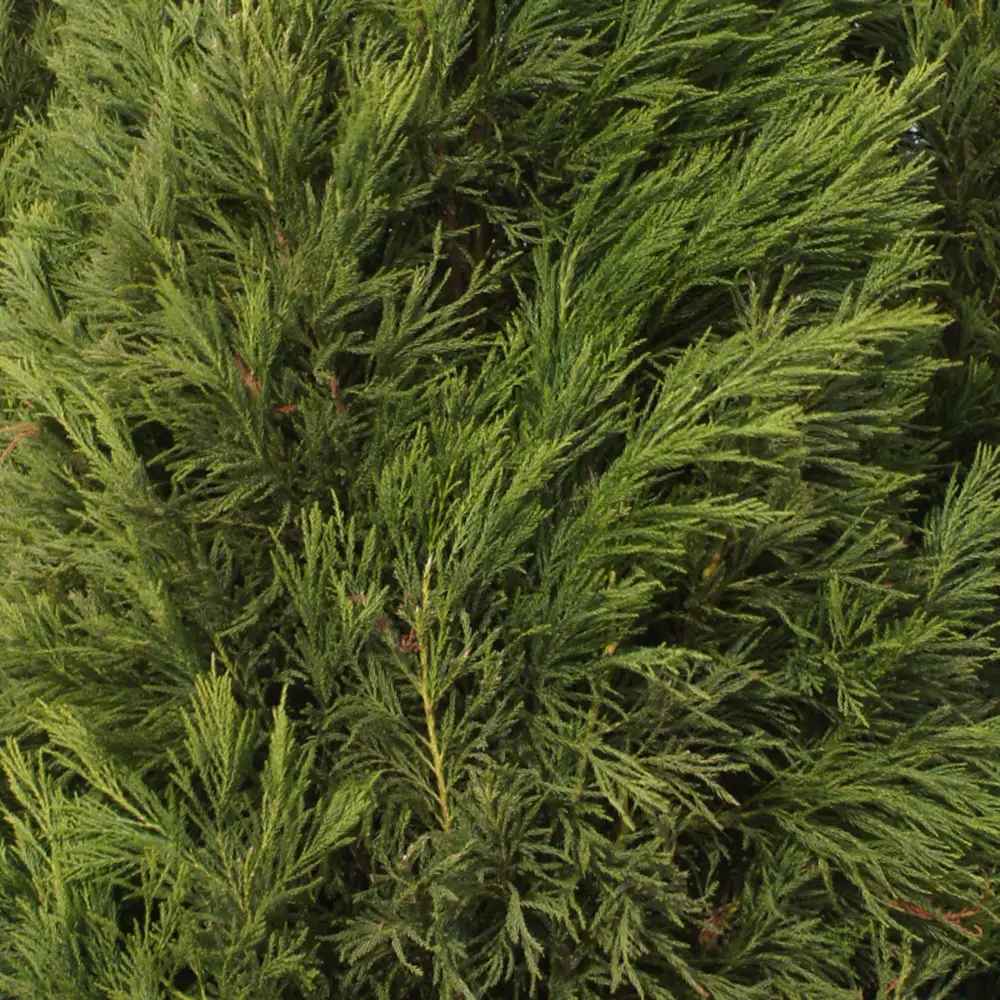 Cedru Japonez Kitayama (Cryptomeria), forma piramidala, vesnic verde, rezistenta la frig