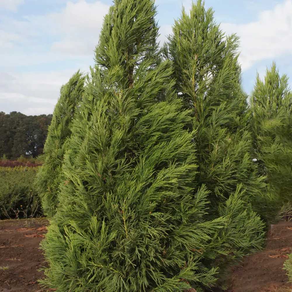 Cedru Japonez Kitayama (Cryptomeria), forma piramidala, vesnic verde, rezistenta la frig