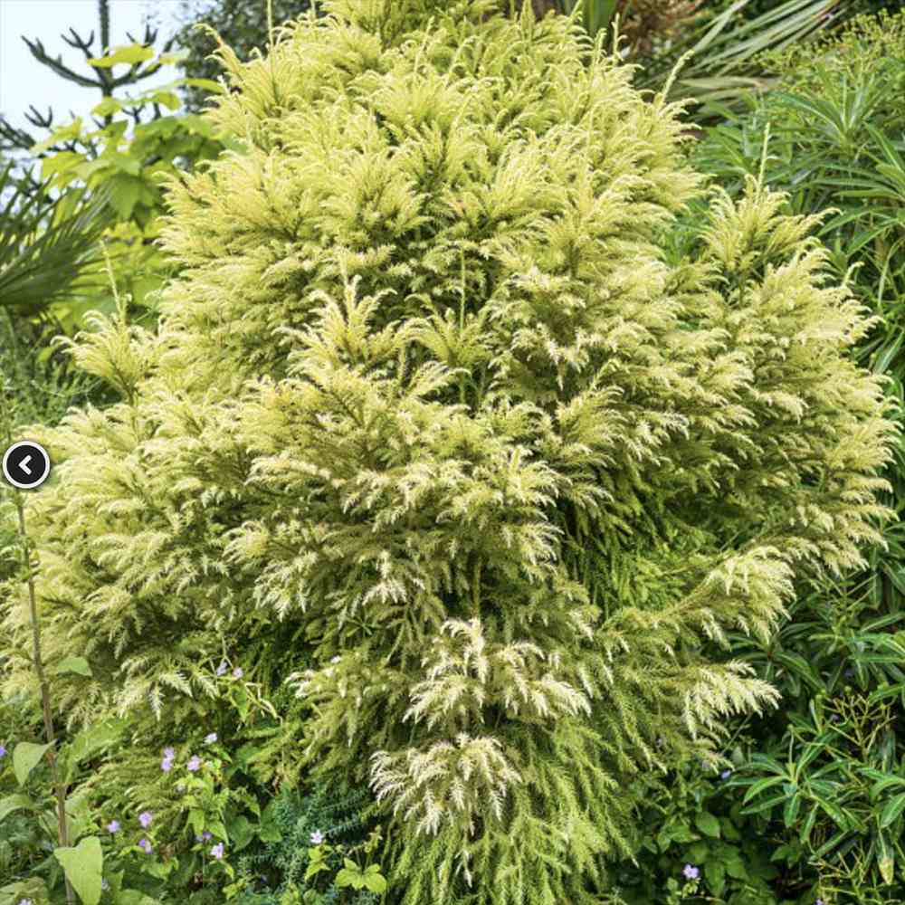 Cedru Japonez (Cryptomeria) Auriu Elegans Sekkan-sugi, conifer spectaculos cu frunzis auriu si forma piramidala eleganta