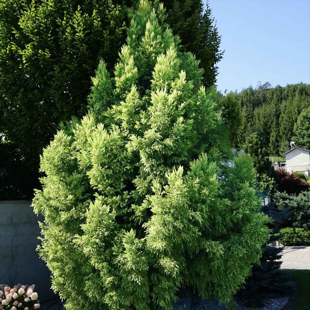 Cedru Japonez (Cryptomeria) Auriu Elegans Sekkan-sugi, conifer spectaculos cu frunzis auriu si forma piramidala eleganta