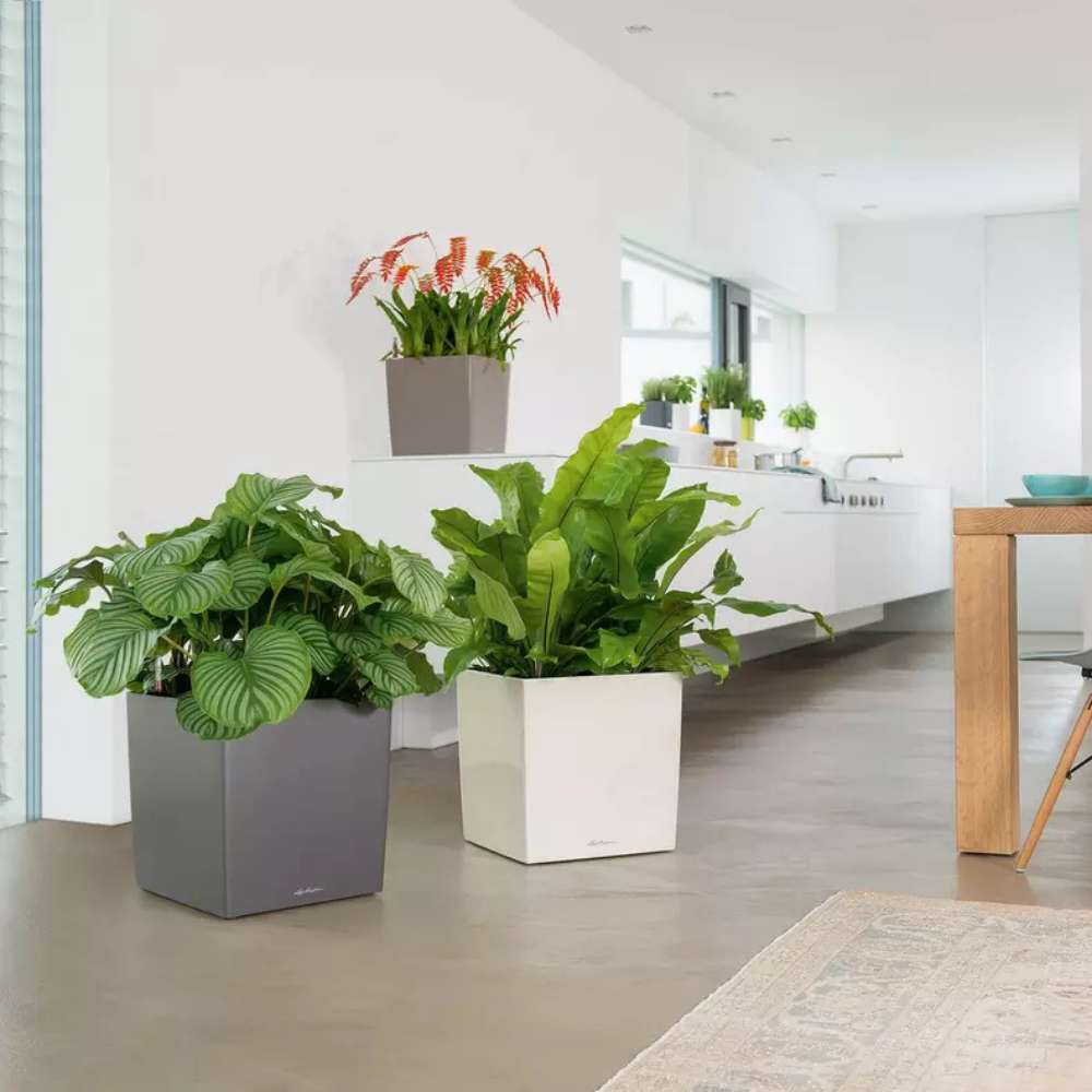 Ghiveci Auto-Irigant Lechuza Cube Premium 30, 12 l, alb lucios, sistem de autoirigare, insert detasabil, strat de drenaj