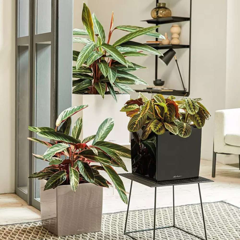 Ghiveci Auto-Irigant Lechuza Cube Premium 30, 12 l, bej lucios, sistem de autoirigare, insert detasabil, strat de drenaj