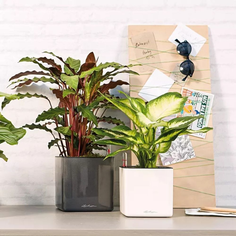 Ghiveci Auto-Irigant Lechuza Cube Glossy 14, alb lucios, pentru plante cu ghiveci, sistem de autoirigare, insert detasabil, strat de drenaj