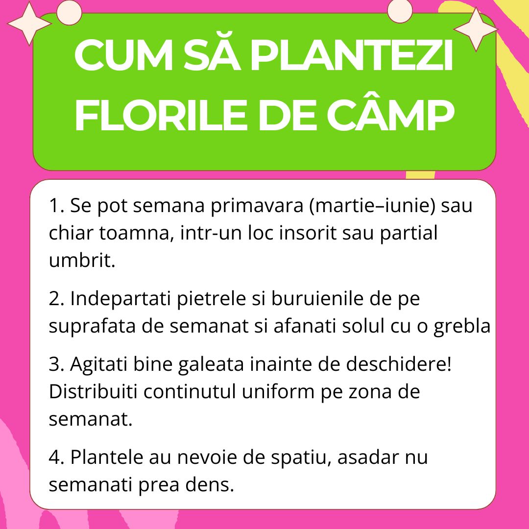 Amestec Seminte Flori de Camp - Ierburi aromatice salbatice, 100g,  pentru 100m²
