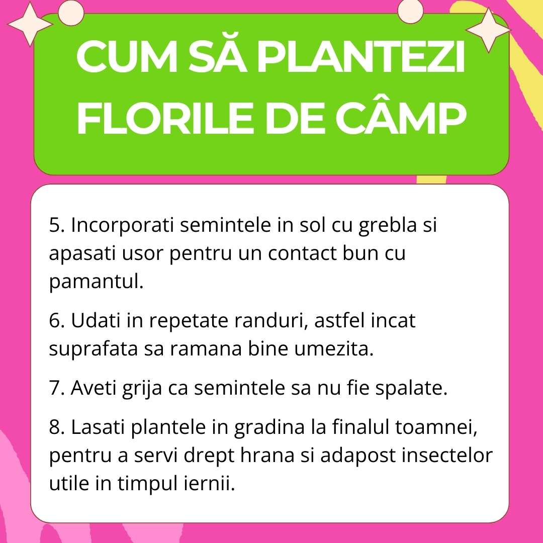 Amestec Seminte Flori de Camp - Ierburi aromatice salbatice, 100g,  pentru 100m²