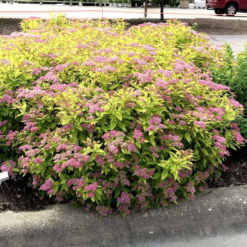 Cununita Galbena (Spiraea) Goldmound, arbust compact cu frunzis auriu si flori roz