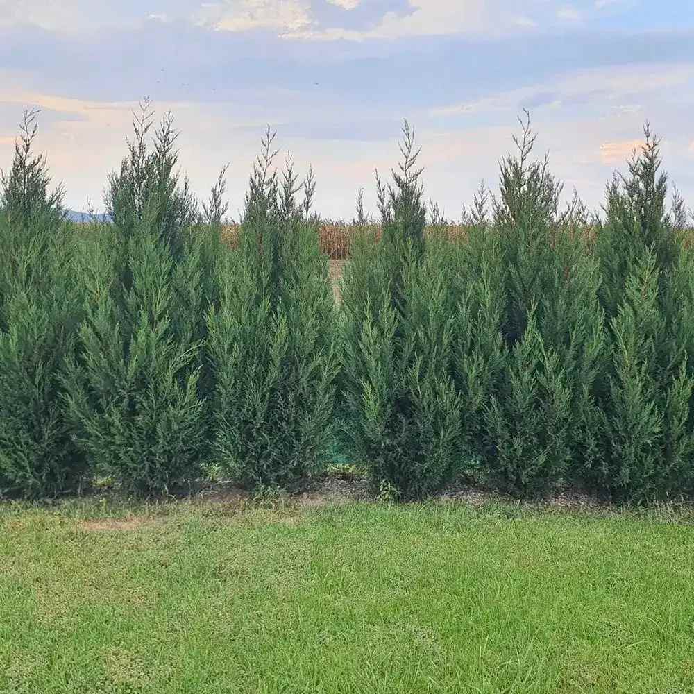 PROMO 4 bucati la 189.9 Lei/bucata, Chiparos Leylandii Stalp de Gheata, gard viu vesnic verde