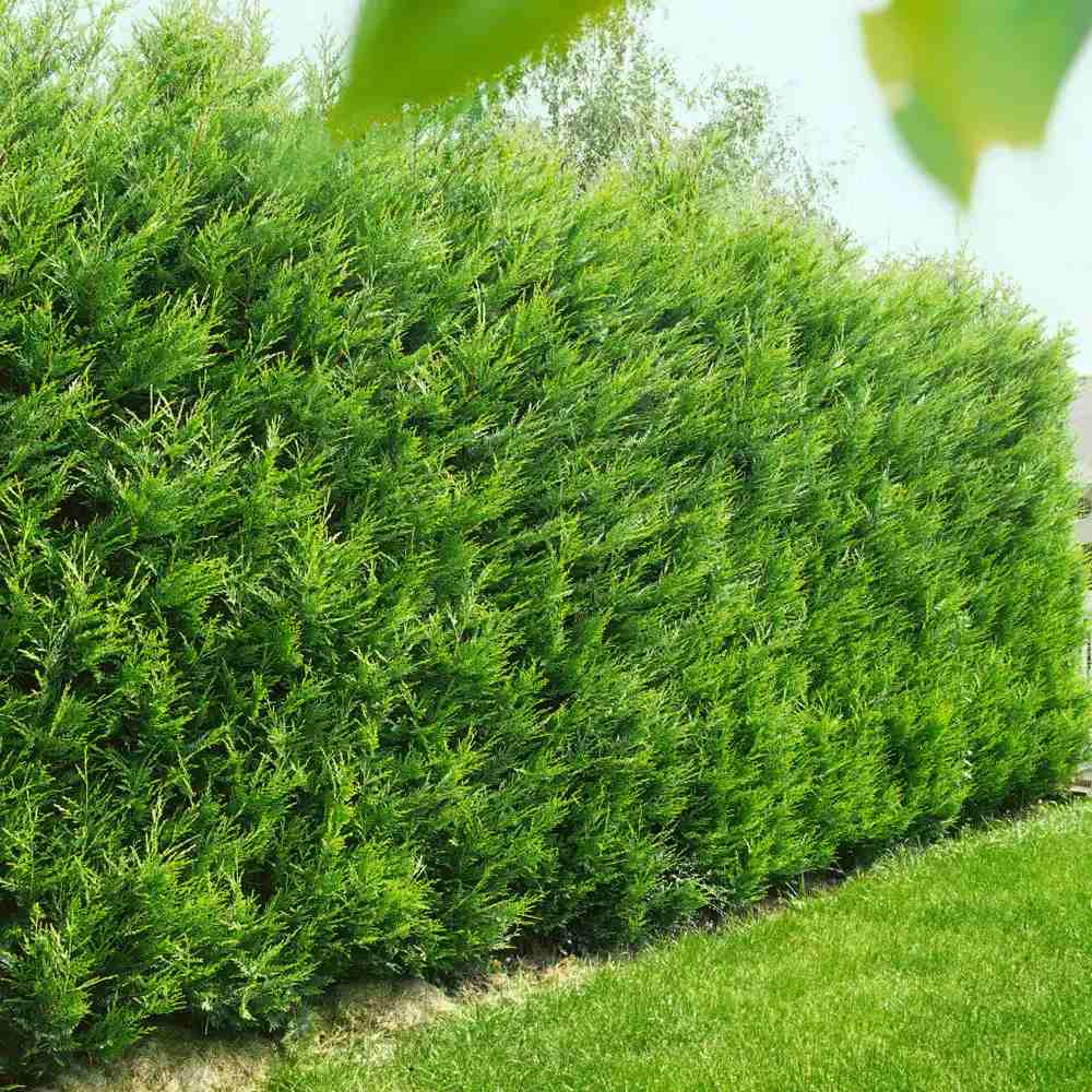 PROMO 4 bucati la 189.9 Lei/bucata, Chiparos Leylandii Stalp de Gheata, gard viu vesnic verde