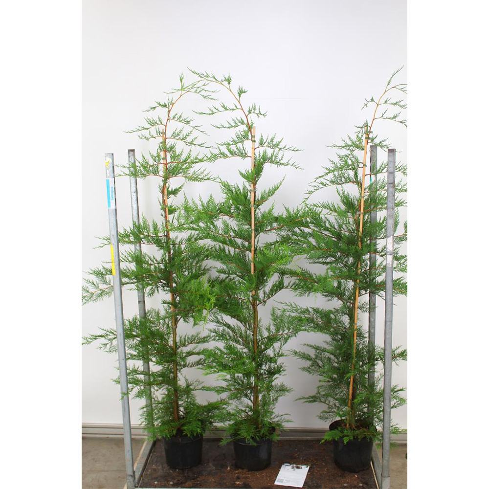 Chiparos Leylandii, gard viu rapid vesnic verde, crestere rapida, conifer foare rezistent la boli