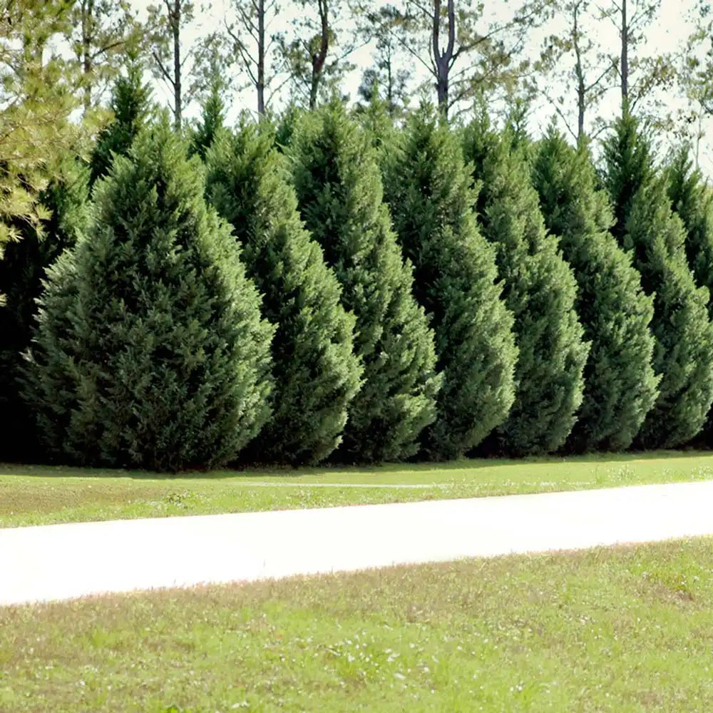 Chiparos Leylandii, gard viu rapid vesnic verde, crestere rapida, conifer foare rezistent la boli