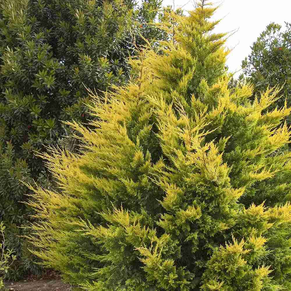 Chiparos Leylandii Gold Rider, conifer decorativ auriu, crestere rapida, gard viu rezistent