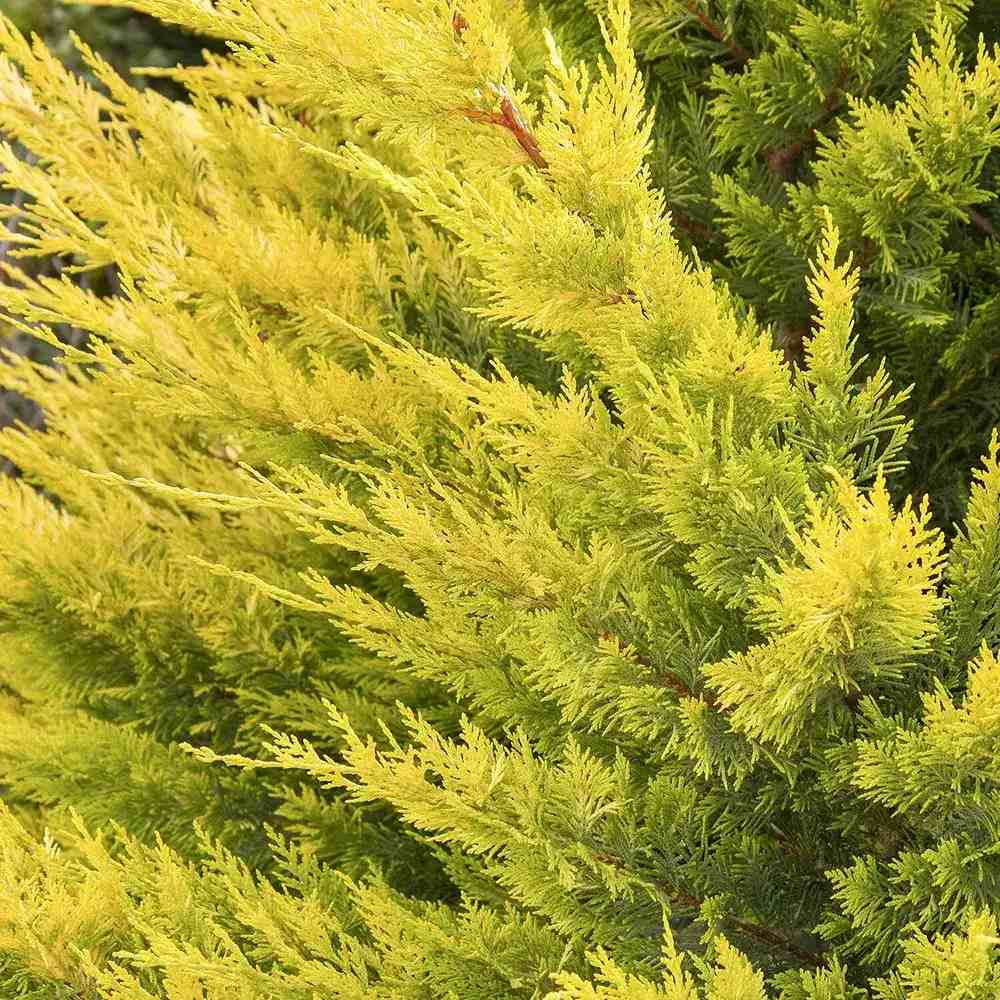 Chiparos Leylandii Gold Rider, conifer decorativ auriu, crestere rapida, gard viu rezistent
