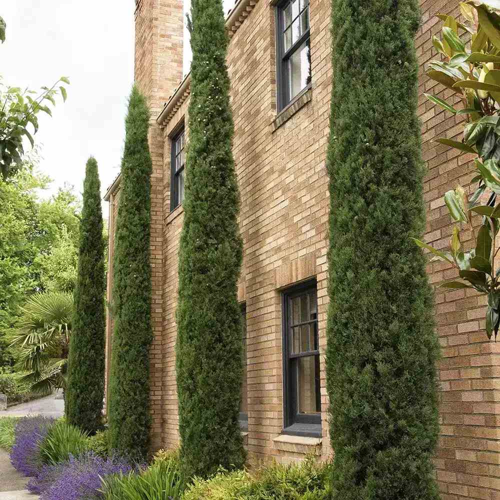 Chiparos Italian (Cupressus sempervirens Pyramidalis), columnar, rezistent, verde intens, crestere rapida