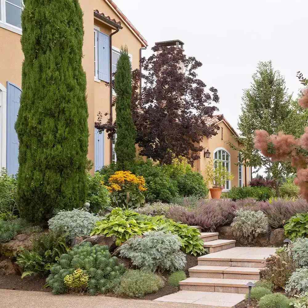 Chiparos Italian (Cupressus sempervirens Pyramidalis), columnar, rezistent, verde intens, crestere rapida