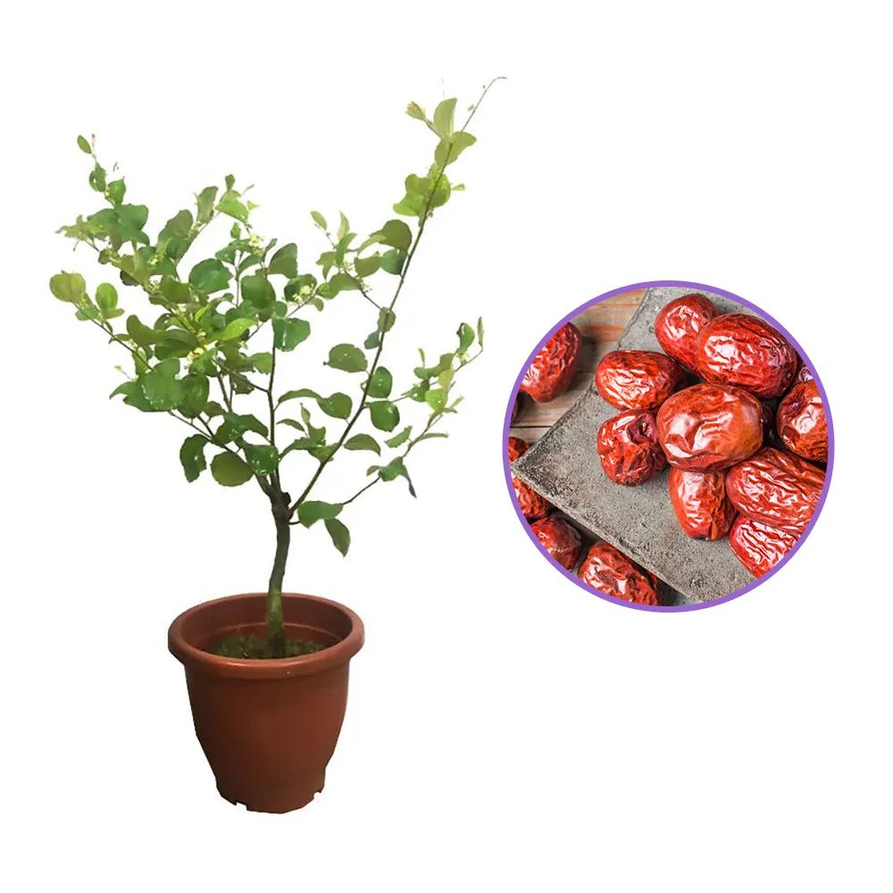 Curmal Chinezesc (Ziziphus jujuba), cu fructe dulci, an 3 pe rod