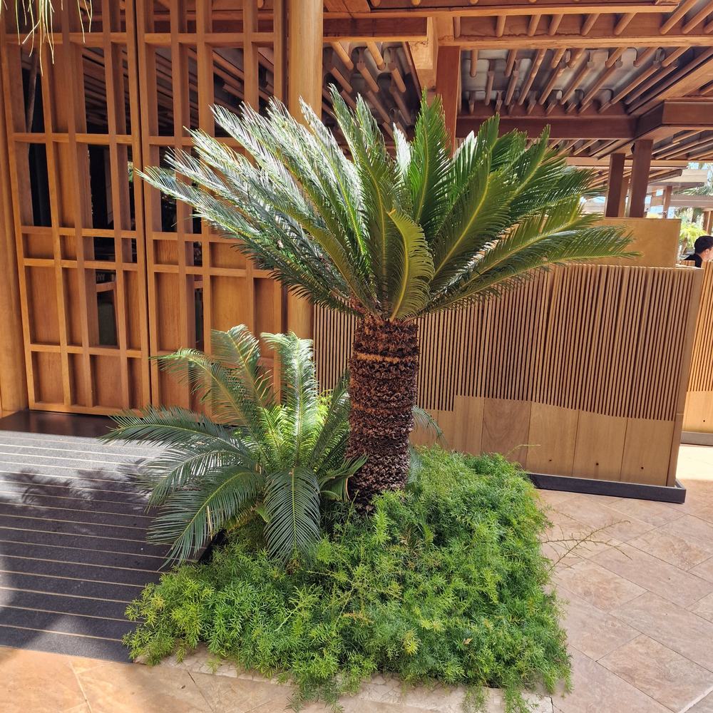 Palmier Sagotier Japonez Cycas Revoluta, 100 cm, planta de interior exotica cu frunze verzi rigide, decor tropical pentru casa